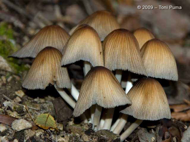 Coprini delle Madonie